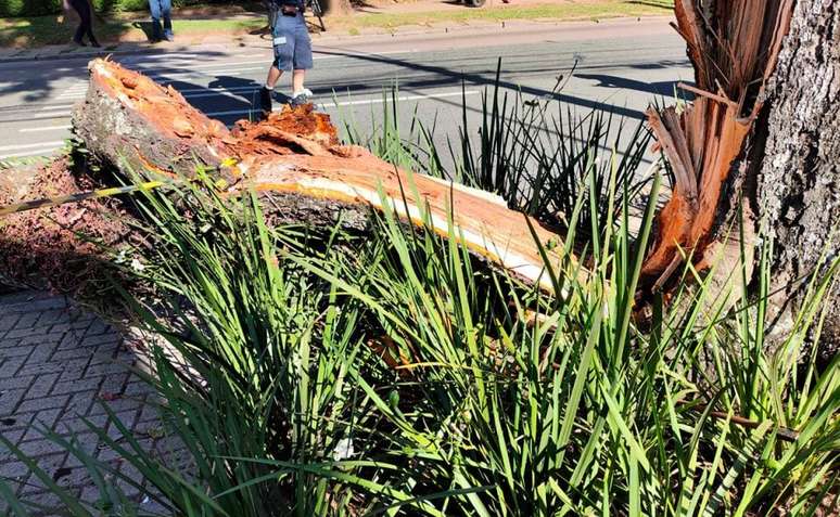 arvore-cai-em-carro-brigadeiro-franco-5