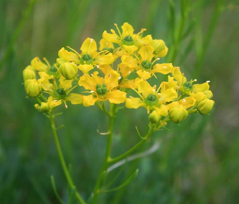 Look at the plants that ward off envy and the evil eye, cultivation tips and rituals
