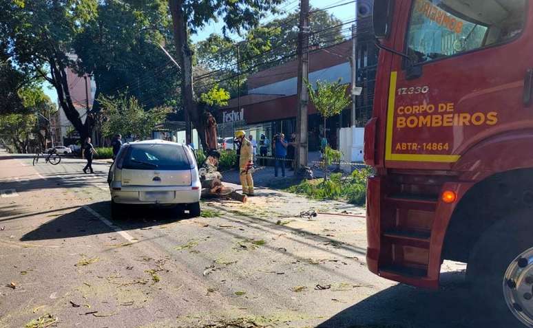 arvore-cai-em-carro-brigadeiro-franco-2