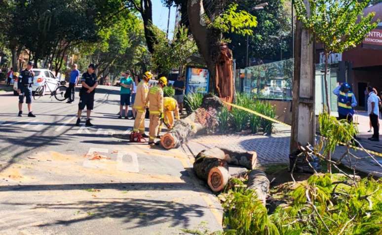 arvore-cai-em-carro-brigadeiro-franco-7