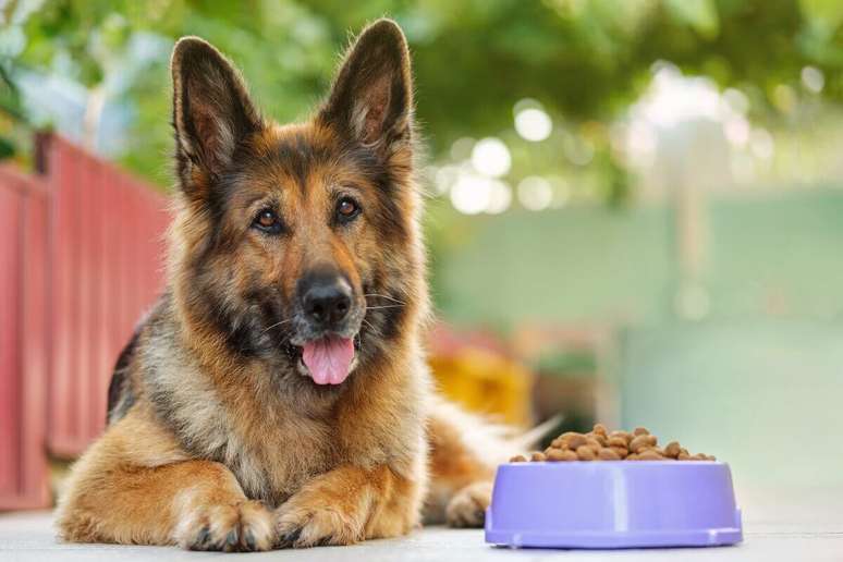 It is important to control food portions and establish regular feeding times. It is important to control food portions and establish regular feeding times.