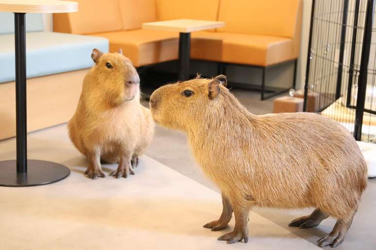 Di Cafe Capyba, di Tokyo, pelanggan dapat berinteraksi dengan kapibara