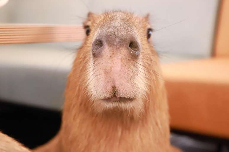 Di Jepang, kapibara dipandang sebagai 'hewan peliharaan'