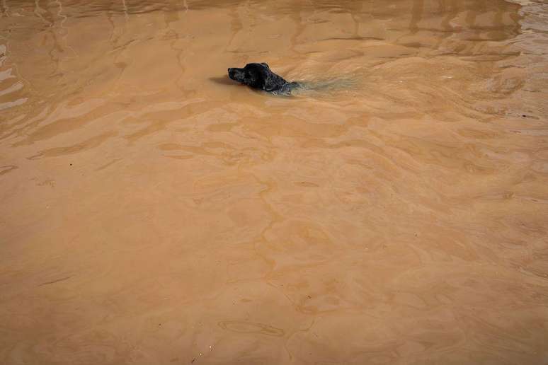 Cão enfrenta as águas da enchente em Porto Alegre no domingo (5/5)