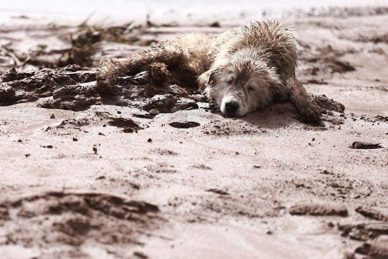Muitos animais foram afetados, como este cachorro deitado na lama