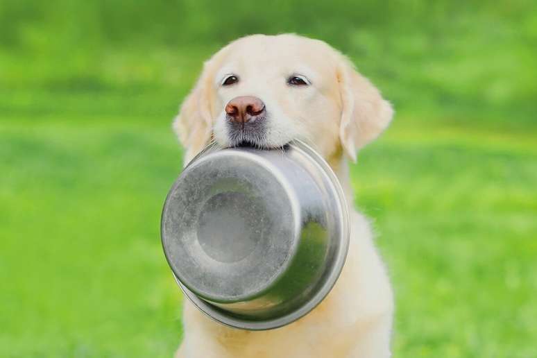 Má alimentação está entre os principais vilões do sobrepeso entre os pets