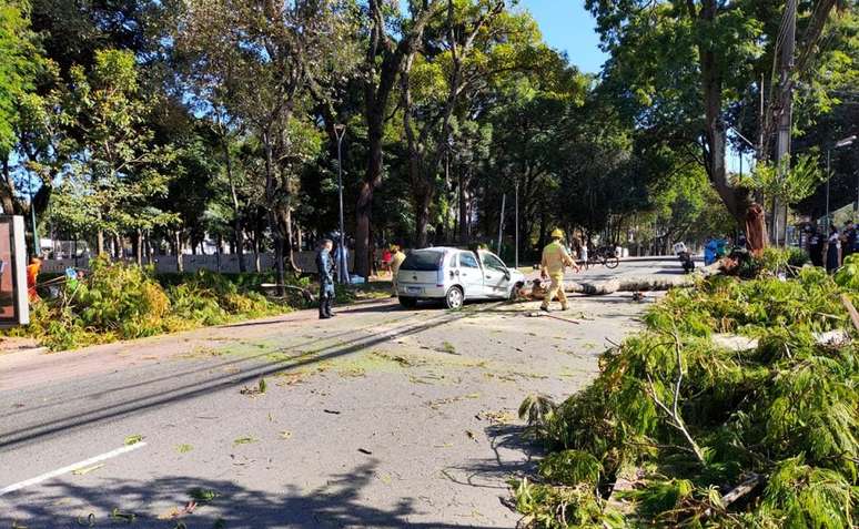 arvore-cai-em-carro-brigadeiro-franco-4