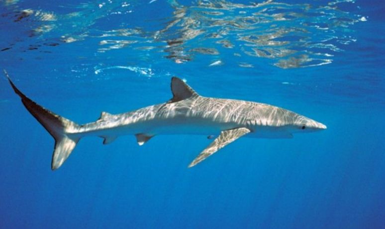 Dois tubarões-azuis são encontrados em praia de Portugal