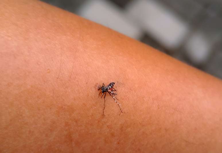 Mosquito da dengue pode ser identificado por suas listras e tamanhos