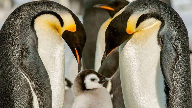 Especialistas dizem que filhotes de pinguim-imperador sofreram com o mar mais quente