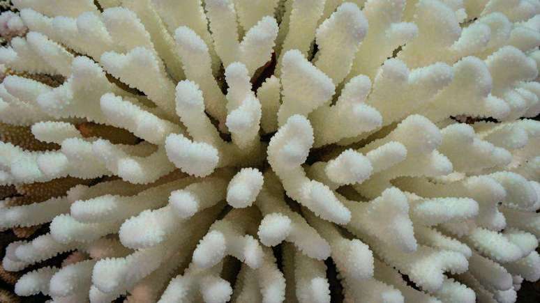 Um evento global de branqueamento de corais foi observado por cientistas