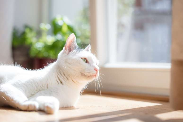 Os bichanos brancos têm uma maior sensibilidade à luz solar quando comparado com outros gatos 