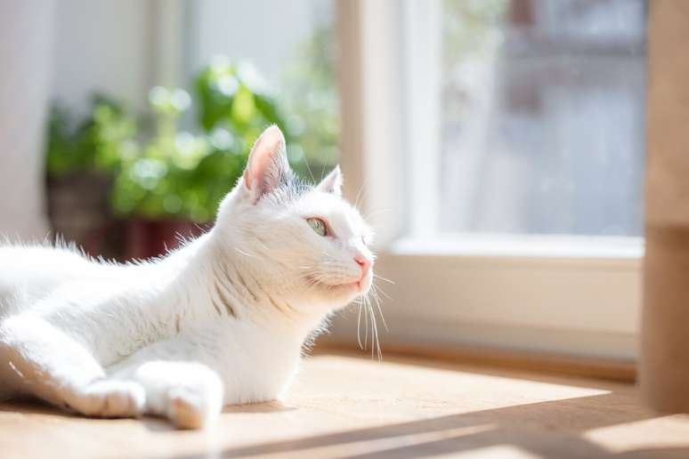 White cats are more sensitive to sunlight than other cats White cats are more sensitive to sunlight than other cats