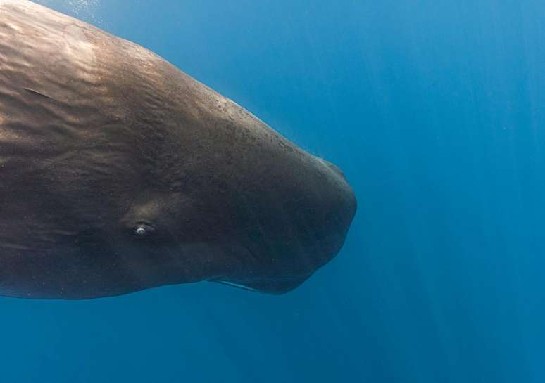 As cachalotes são os maiores cetáceos com dentes do mundo — há quem as considere grandes golfinhos, e não baleias (Imagem: Emma Li/Pexels)