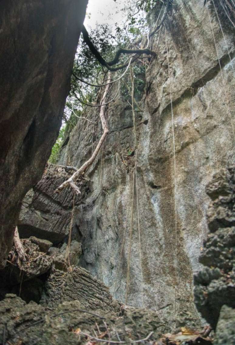 Cobra foi encontrada em penhasco de 15 metros de altura