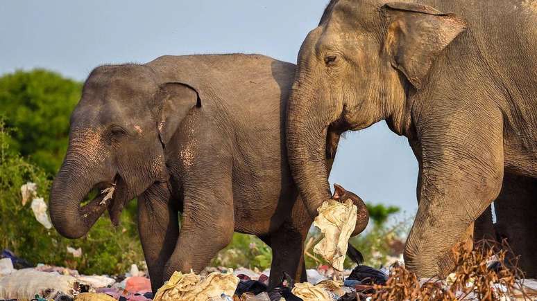 Na África, os elefantes às vezes são forçados a atravessar assentamentos humanos para ir de um espaço selvagem para outro