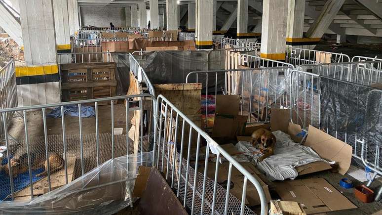 Centenas de animais foram recolhidos no estádio