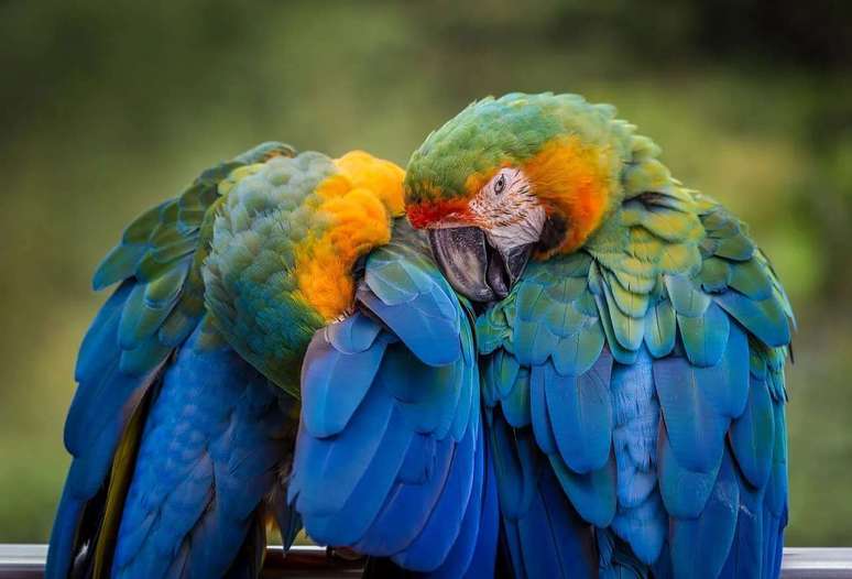 Dois papagaios estão sendo "ouvidos" como testemunhas num processo de divórcio na Turquia. O jornal "Today" divulgou que as aves revelaram a infidelidade da mulher. Com isso, o marido pediu a separação e entrou na justiça. Os papagaios, então, foram levados para o tribunal.