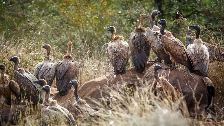 A busca dos abutres por alimento ajuda a retirar o lixo das cidades
