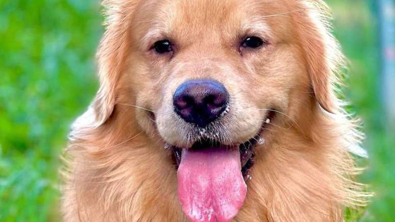 Lei Joca teve a união de autoridades e da população após a morte do golden retriever