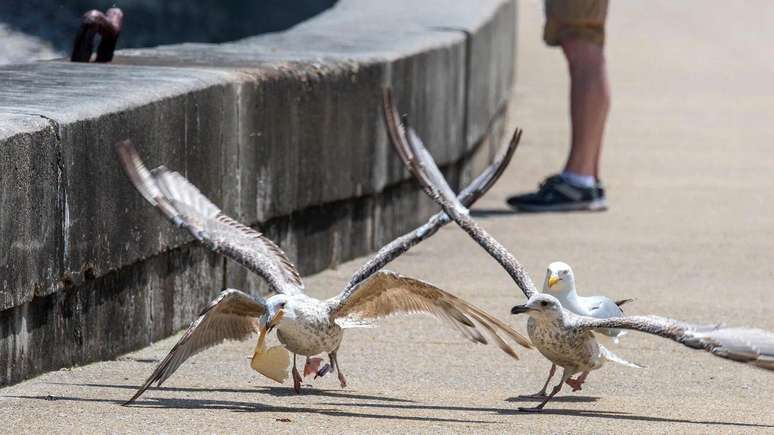 As gaivotas são aves muito inteligentes e algumas já aprenderam a roubar pacotes de salgadinhos das lojas