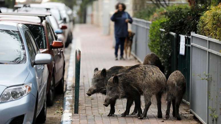 Ancestrais dos porcos domesticados, os javalis estão abrindo mão da sua reclusão característica para buscar comida no lixo das cidades
