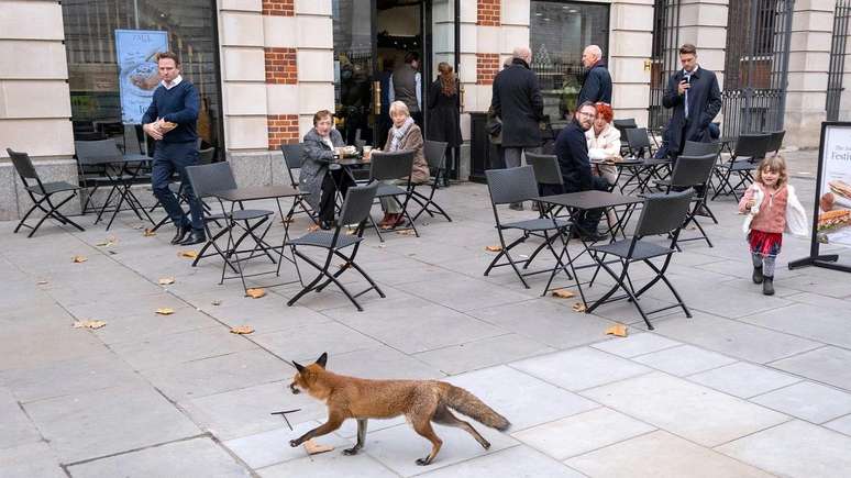 Comuns em cidades europeias, as raposas emitem 40 tipos de sons diferentes