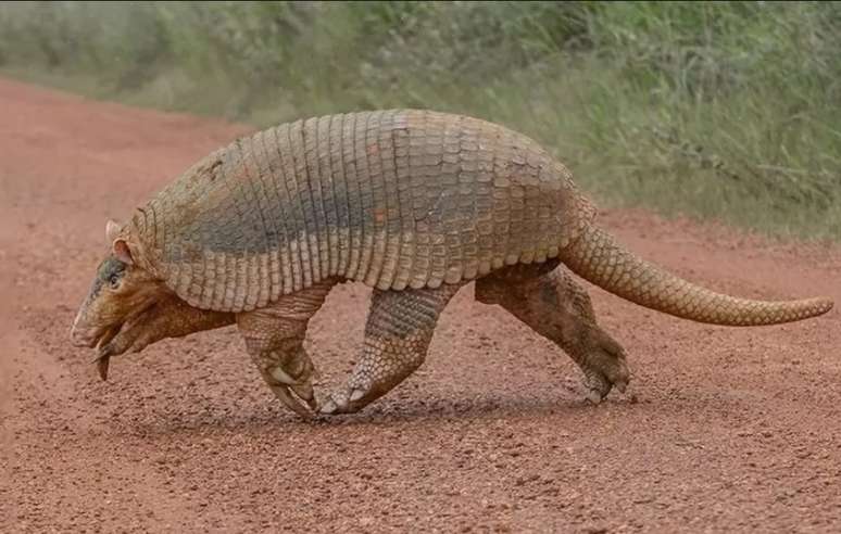 Maior tatu do mundo é flagrado na Serra da Canastra (MG)