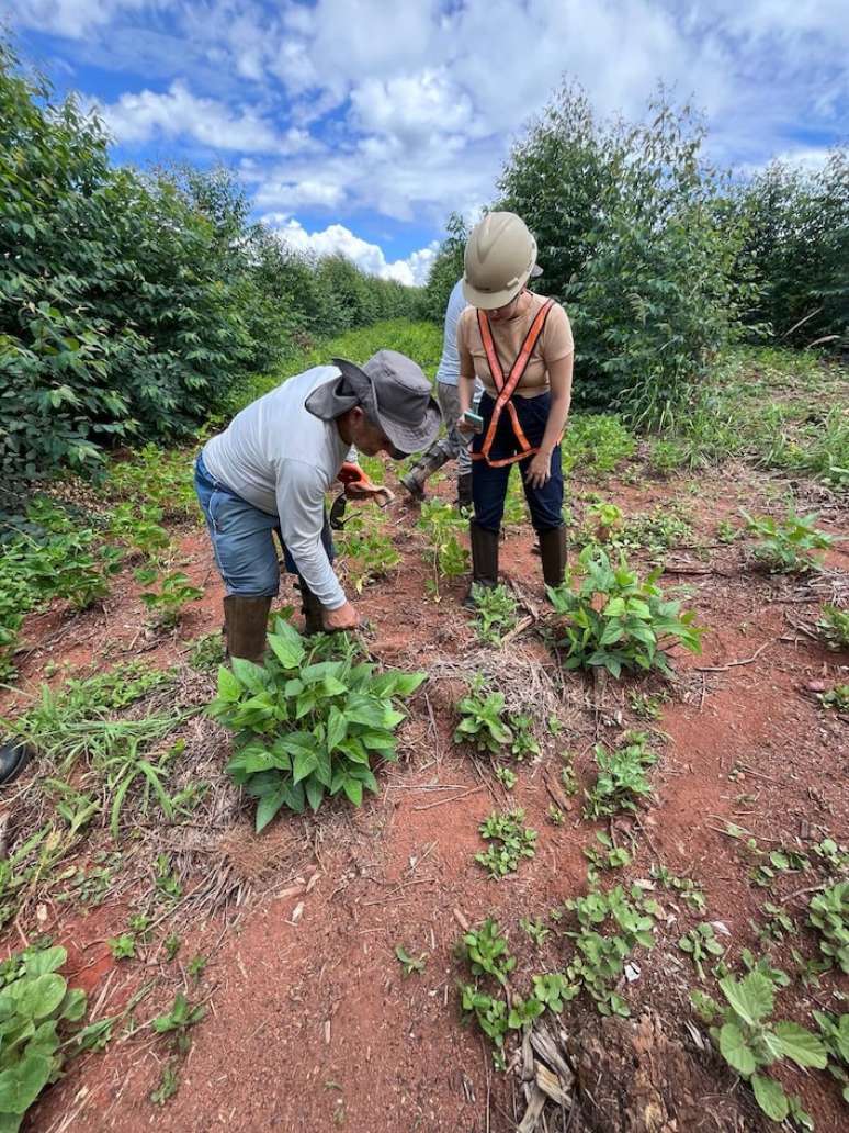 A meta do programa &eacute; garantir a seguran&ccedil;a alimentar das fam&iacute;lias do entorno da regi&atilde;o, gerando trabalho e renda.