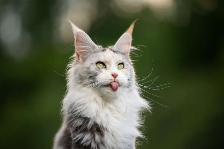 The Maine Coon breed has long, lush fur. The Maine Coon breed has long, lush fur.