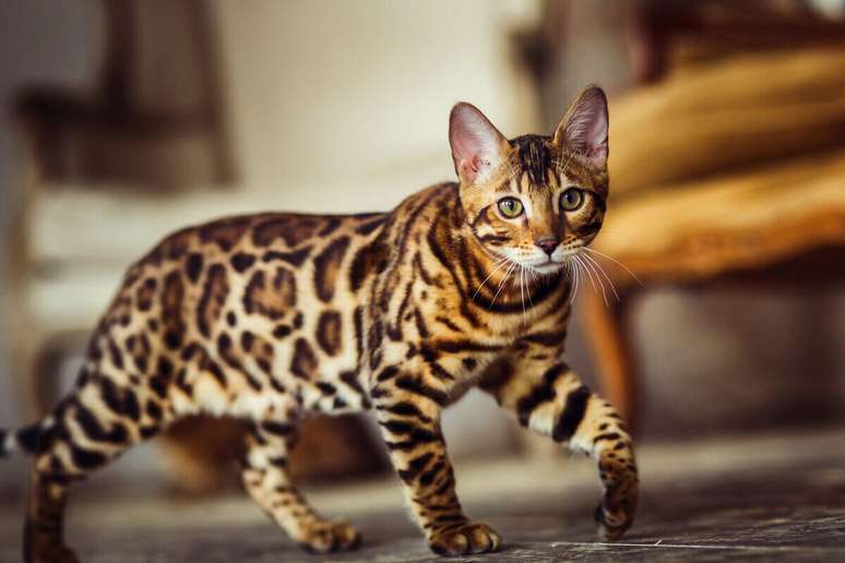 The Bengal breed is known for its coat characterized by spots and stripes. The Bengal breed is known for its coat characterized by spots and stripes.