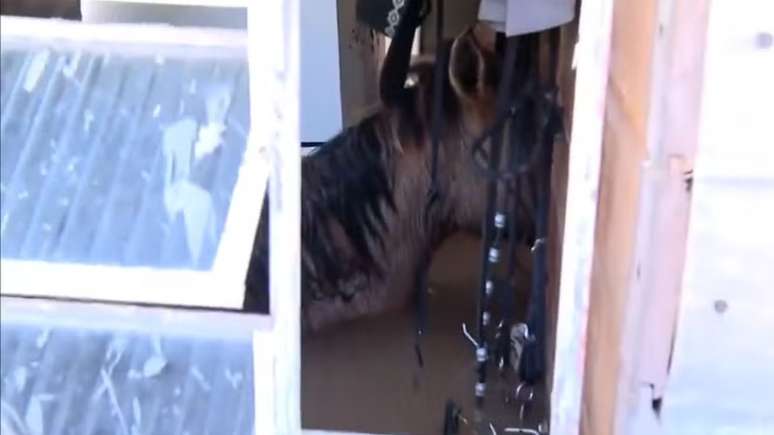 Os dois cavalos estavam presos no interior de uma casa, em Canoas