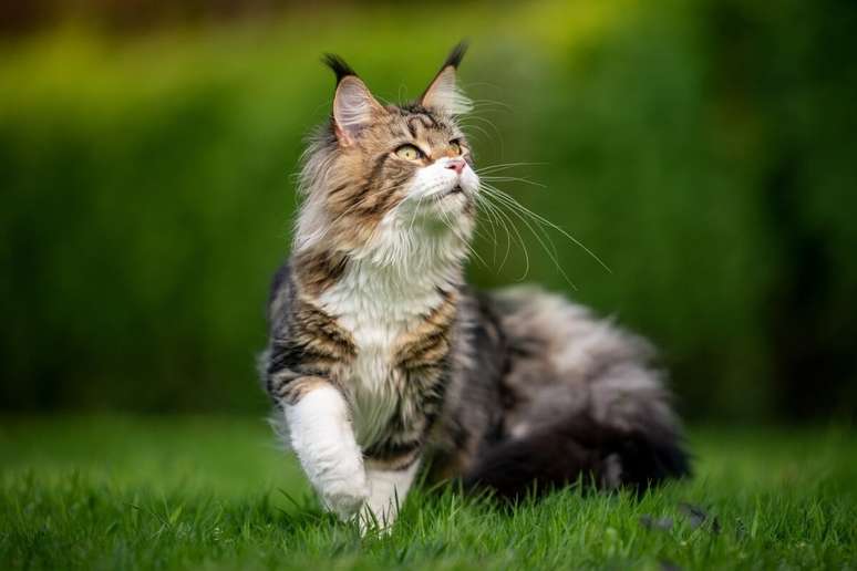 The 7 most beautiful cat breeds in the world