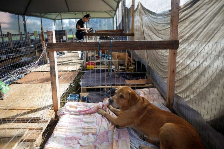 Animais também são vítimas da tragédia do Rio Grande do Sul e precisam de resgate, abrigo e tratamento