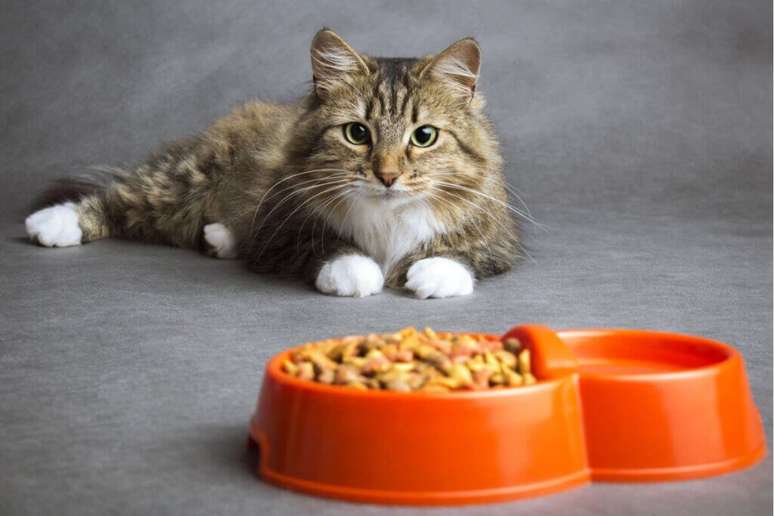 Alimentação adequada evita doenças em gatos
