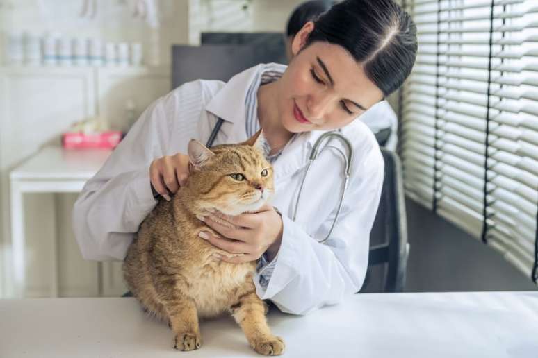 É importante manter as consultas de rotina ao veterinário e exames preventivos 