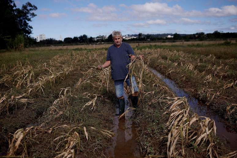 Diversas safras foram perdidas com as chuvas, incluindo a de milho de Ademilson Tardetti, agricultor de 55 anos de Guaíba