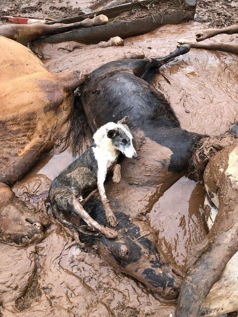 Não há uma contagem oficial dos animais de estimação, animais silvestres e animais de produção mortos por causa das inundações, mas a situação é 'catastrófica', segundo o Ibama