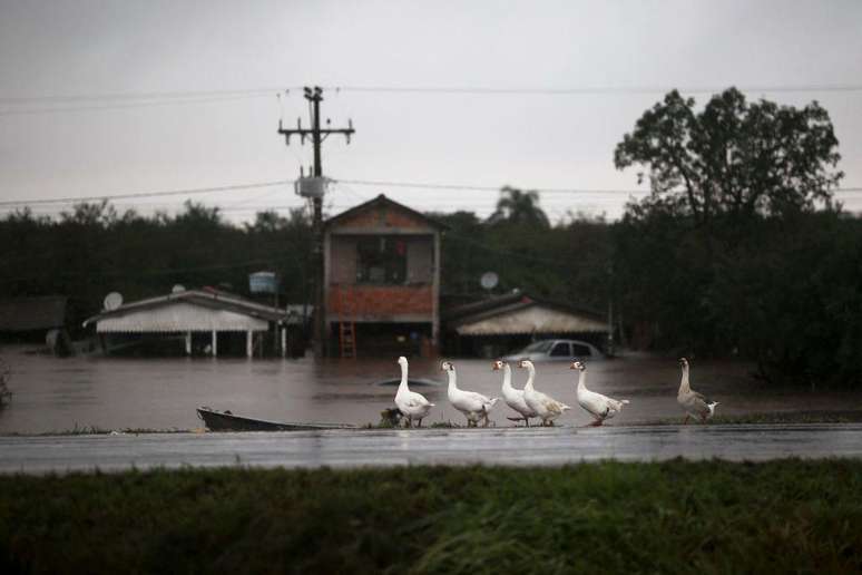 Estes gansos foram avistados em Eldorado do Sul — 98% da cidade foi inundada pelas águas que vieram do Rio Jacuí e desceram para o Lago Guaíba