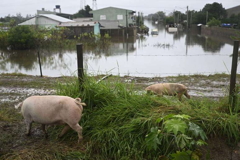 Porcos foram flagrados em uma rua alagada em Porto Alegre