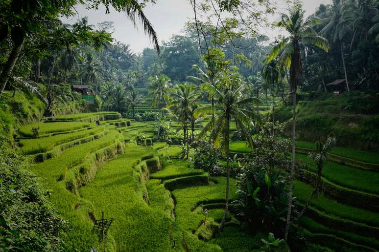 Os campos de arroz de Bali também formam um belo cenário para se casar