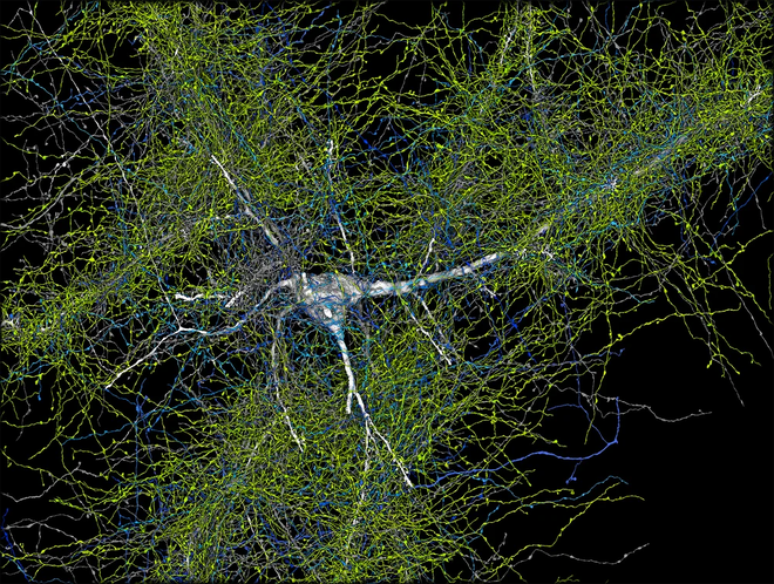 Neurônio (branco) e axônios no mapa 3D do cérebro feito pelo Google (Imagem: Shapson-coe et al, 2024/Science)