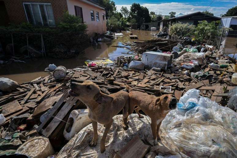 Estes cães buscaram refúgio sobre escombros e detritos