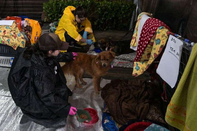 Muitos animais chegam com lacerações, hipotermia e glicemia baixa por falta de comida