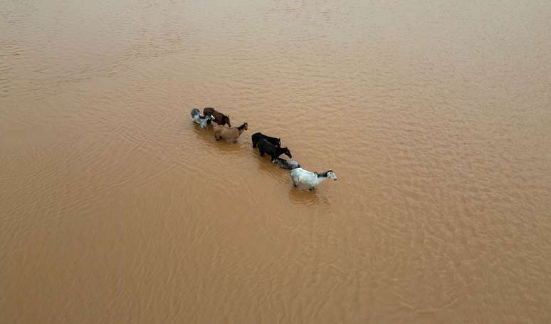 Estes cavalos foram flagrados em meio à enchente na Praia do Paquetá, na região metropolitana de Porto Alegre