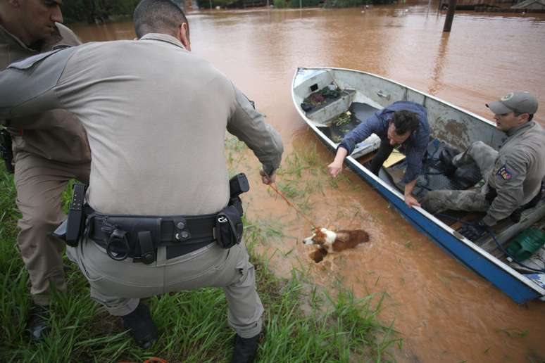 Socorristas não pouparam esforços para salvar animais em áreas alagadas