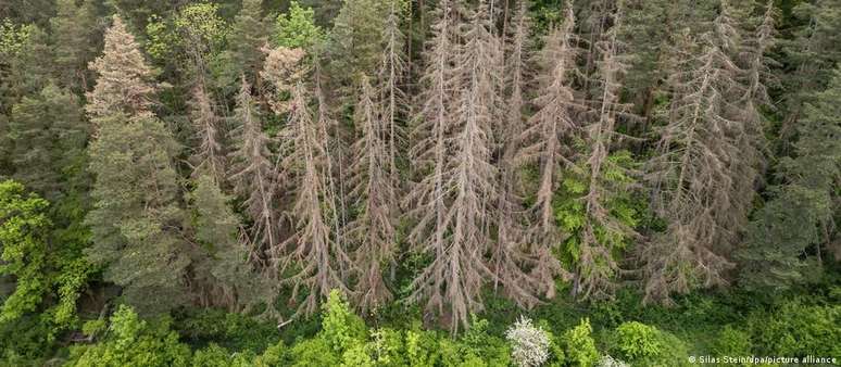 Árvores doentes em floresta alemã