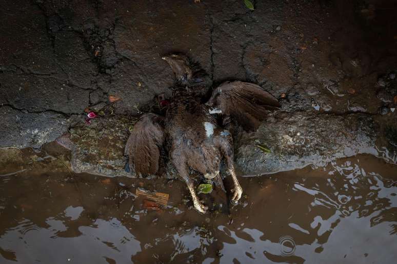 Restos mortais de animais podem se tornar foco de disseminação de inúmeras doenças infecciosas, se não tiverem um tratamento adequado