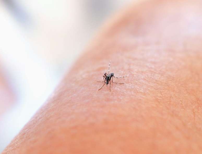 A febre oropouche pode ser transmitida por mosquitos como o Aedes serratus (Imagem: National Institute of Allergy and Infectious Diseases/Unsplash)