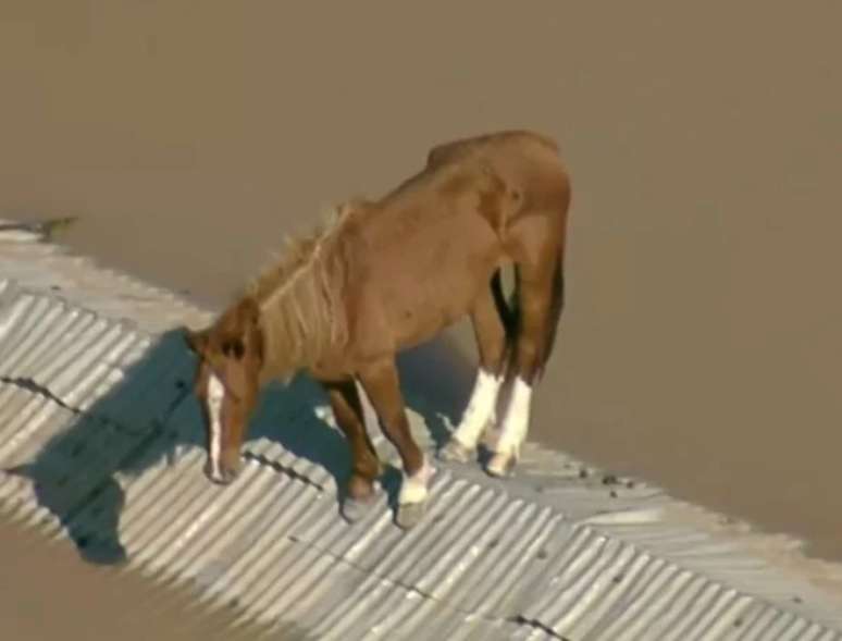 A comoção gerada pelo resgate do cavalo Caramelo por todo o Brasil mostra que a afeição pelos animais independe da origem. O Caramelo, segundo veterinários, não tem raça específica. É como os cães viralatas que são amados sem serem de raças que custam caro nas negociações.